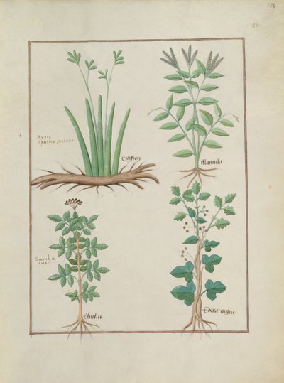 Ms Fr. Fv VI #1 fol.132r Righe superiori: Xyris e Ranuncolo. Righe inferiori: Sambuco comune e Edera, illustrazione da Il libro delle semplici medicine, di Mattheaus Platearius (m. c.1161) c.1470 da Robinet Testard